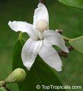 Cacao Flower
